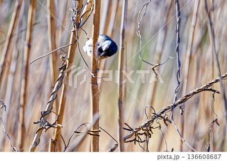 枯れた葦で採餌するシジュウカラ科シジュウカラ♂ 136608687