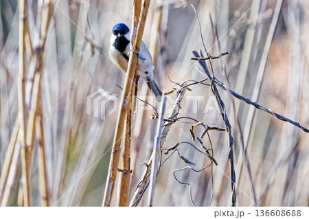 枯れた葦で採餌するシジュウカラ科シジュウカラ♂ 136608688