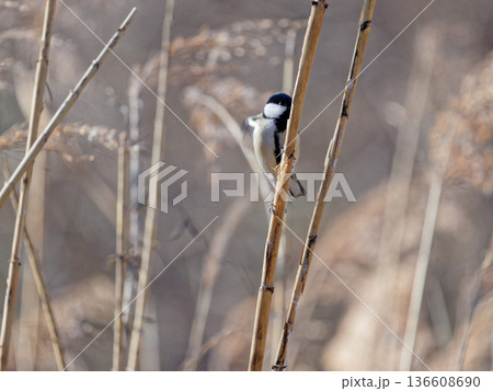 枯れた葦で採餌するシジュウカラ科シジュウカラ♂ 136608690