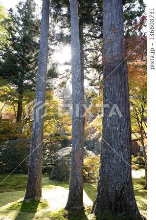 太陽の光が入り込む日本庭園 太陽の光が入り込む日本庭園 136608731