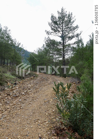 Forest dirt path. High quality photo Forest dirt path. High quality photo 136608785