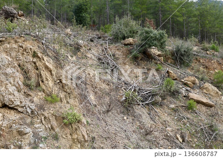 Forest river view. High quality photo 136608787