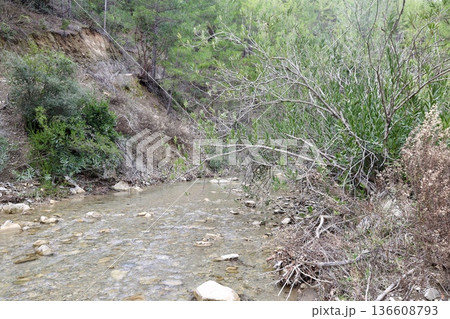 Forest stream path. High quality photo Forest stream path. High quality photo 136608793