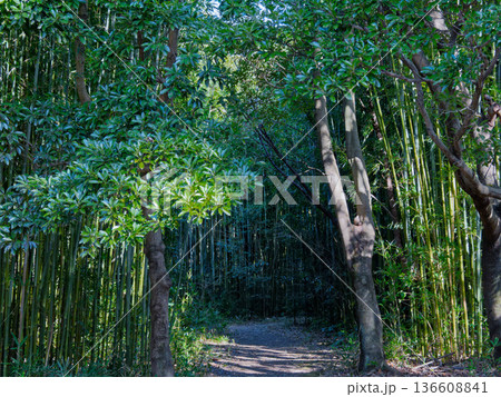 冬のマダケ竹林 136608841