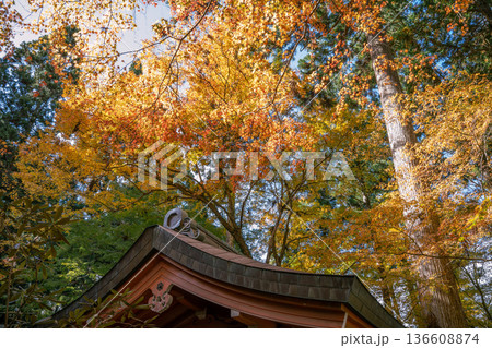 紅葉が美しい秋 136608874