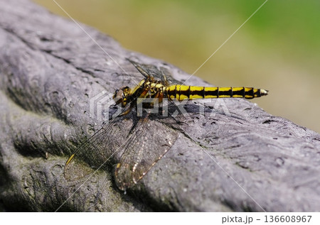 シオヤトンボ 136608967
