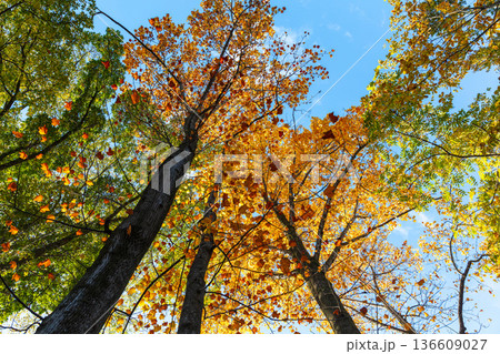 秋模様 秋模様 136609027