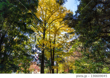 秋模様 秋模様 136609045