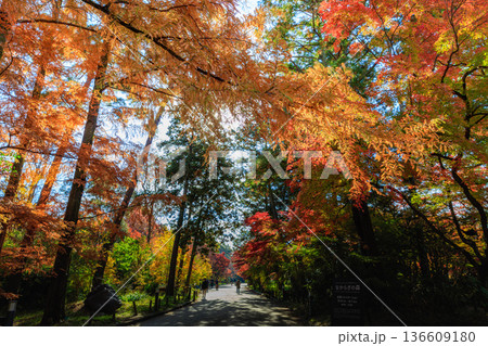 秋模様 136609180