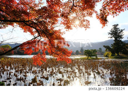 秋の京都の大沢の池 秋の京都の大沢の池 136609224