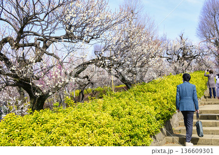 東京都　世田谷区　羽根木公園　梅園　梅まつり 136609301