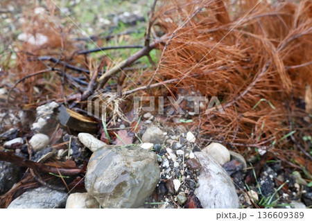 Rocks branches ground. High quality photo Rocks branches ground. High quality photo 136609389