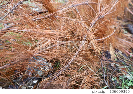Rocks branches ground. High quality photo Rocks branches ground. High quality photo 136609390