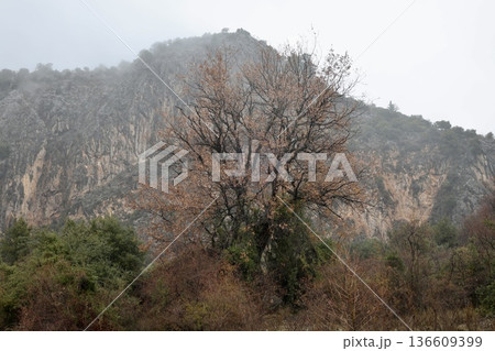 Forest trees path. High quality photo Forest trees path. High quality photo 136609399