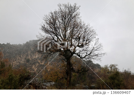 Forest trees path. High quality photo Forest trees path. High quality photo 136609407