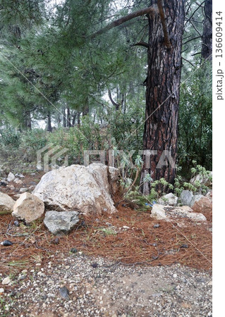 Forest trees path. High quality photo Forest trees path. High quality photo 136609414