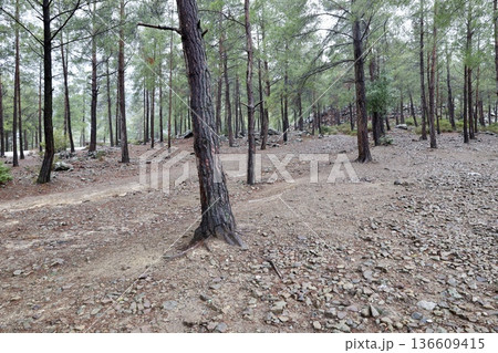 Forest trees path. High quality photo 136609415