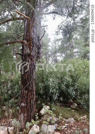 Forest trees path. High quality photo Forest trees path. High quality photo 136609416