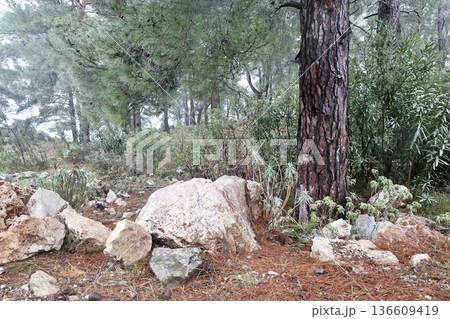 Forest trees path. High quality photo Forest trees path. High quality photo 136609419