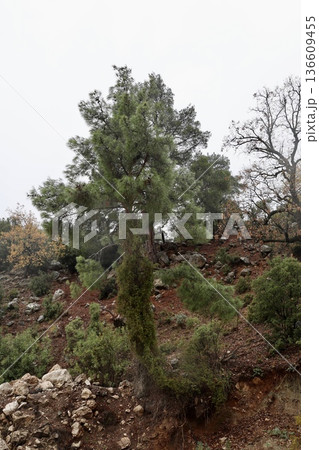Forest trees path. High quality photo 136609455