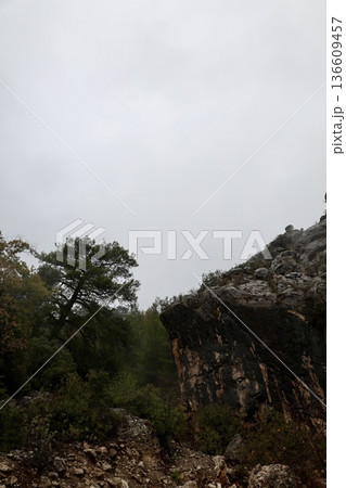 Forest trees path. High quality photo 136609457