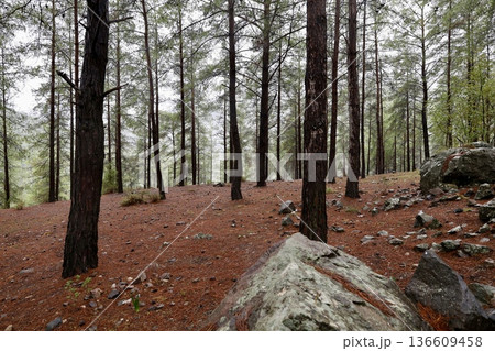 Forest trees path. High quality photo 136609458