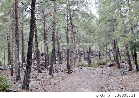 Forest trees path. High quality photo 136609511