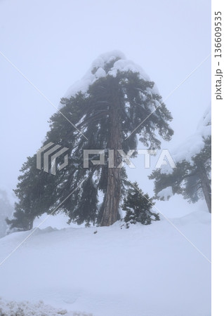 Snowy forest landscape. High quality photo 136609535
