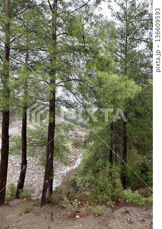 Forest trees path. High quality photo Forest trees path. High quality photo 136609593