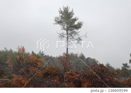 Forest trees path. High quality photo 136609594