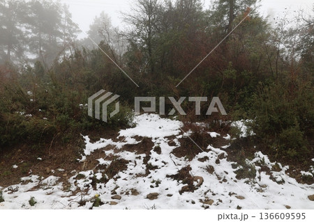 Snowy forest landscape. High quality photo 136609595