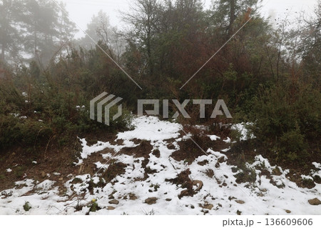 Snowy forest landscape. High quality photo 136609606