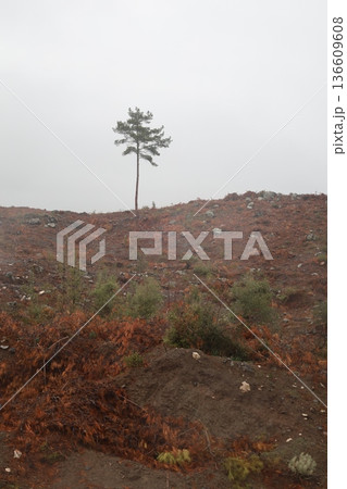 Forest trees path. High quality photo 136609608