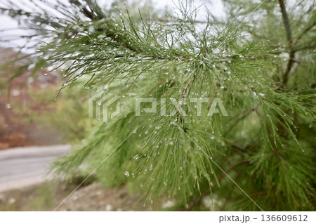 Rocks branches ground. High quality photo Rocks branches ground. High quality photo 136609612