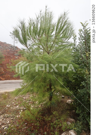 Forest trees path. High quality photo Forest trees path. High quality photo 136609620