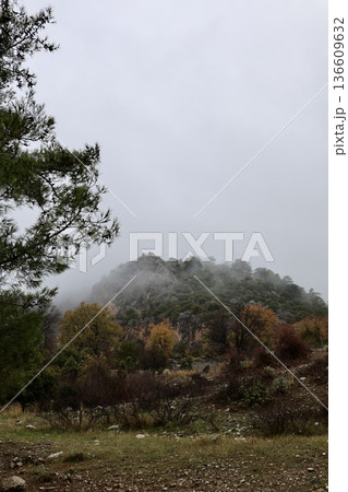 Forest trees path. High quality photo Forest trees path. High quality photo 136609632