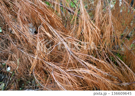 Rocks branches ground. High quality photo Rocks branches ground. High quality photo 136609645