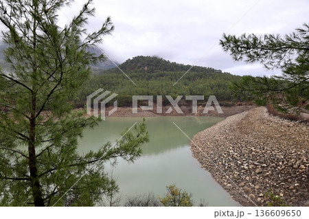 Forest trees path. High quality photo Forest trees path. High quality photo 136609650