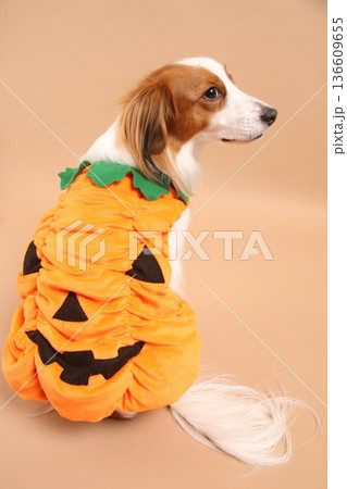 ハロウィンかぼちゃ服のコーイケルホンディエ ハロウィンかぼちゃ服のコーイケルホンディエ 136609655