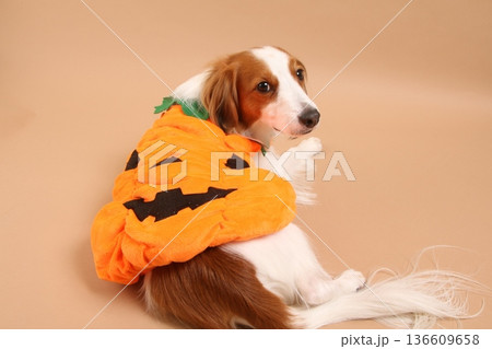 ハロウィン仮装したコーイケルホンディエ 136609658