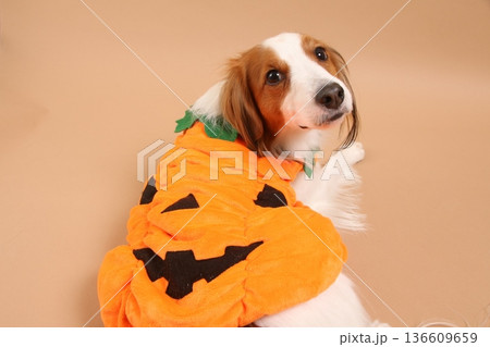 ハロウィンの服を着て振り向きポーズのコーイケルホンディエ ハロウィンの服を着て振り向きポーズのコーイケルホンディエ 136609659