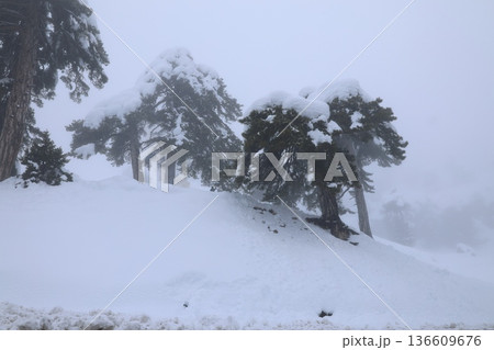 Snowy forest landscape. High quality photo 136609676