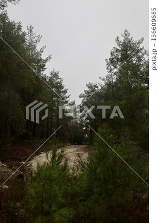 Forest trees path. High quality photo Forest trees path. High quality photo 136609685