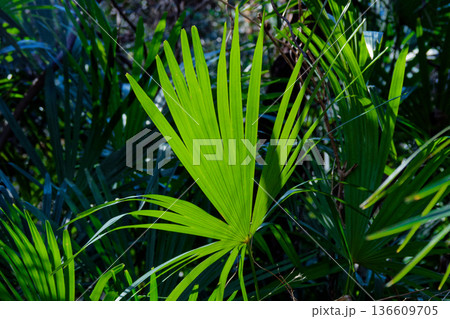 早春の棕櫚の葉の輝き 136609705