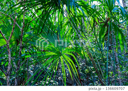 早春の棕櫚の葉の輝き 136609707