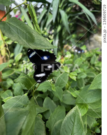 butterfly resting on leaves. High quality photo 136609719