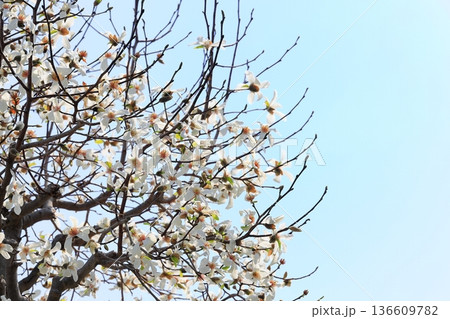 満開のコブシの花 136609782