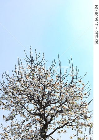 満開のコブシの花　タテ位置 136609784