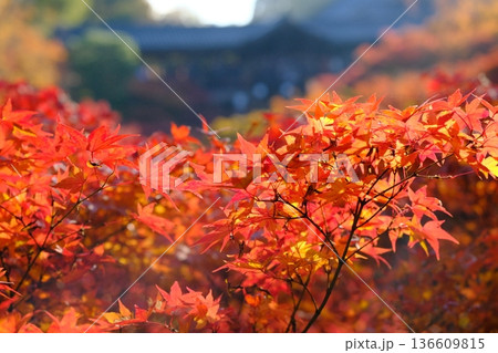 東福寺通天橋の秋の風景 東福寺通天橋の秋の風景 136609815