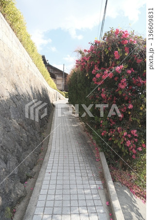 石垣と椿の咲く日本の路地 石垣と椿の咲く日本の路地 136609831